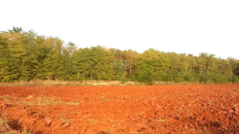 Terreno non edificabile Bašanija, Umag, 2.229m2 – 3
