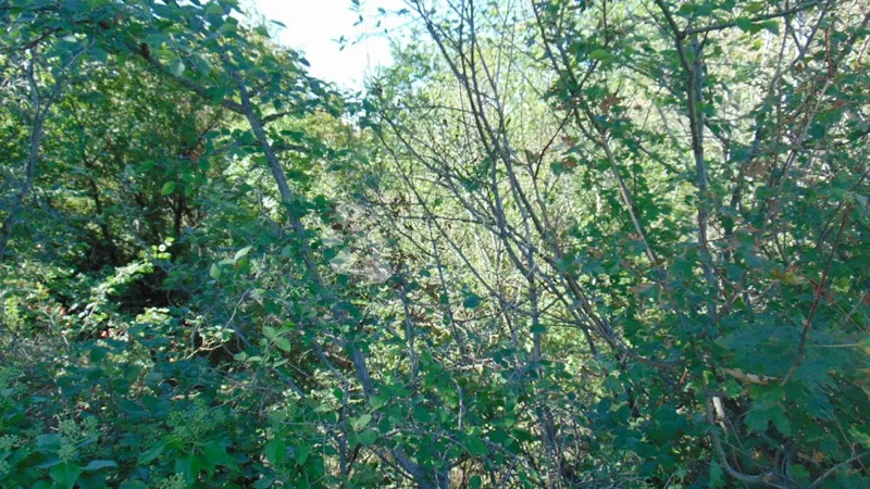 Terreno Sveti Lovreč, 6.359m2 – 2