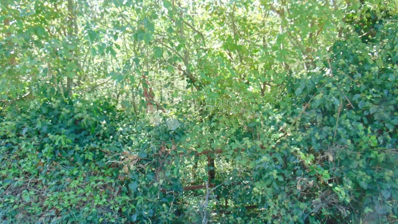 Terreno Sveti Lovreč, 6.359m2 – 3