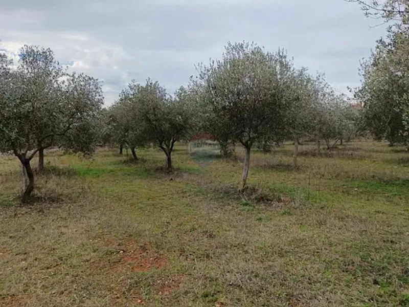 Telek Galižana – 3