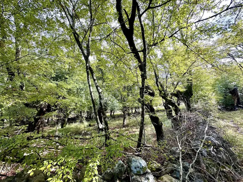 Land Zidarići, Malinska-Dubašnica, 4.334m2 – 3