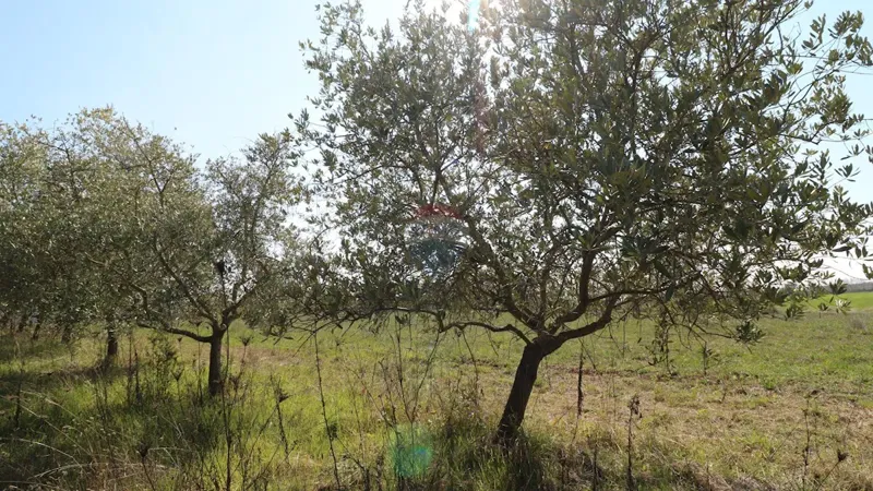 Telek Kaštelir – 3