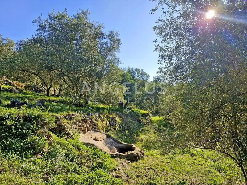 Croatia, Dubrovnik, Luka Šipanska - attractive olive grove with olive grove, 3900 m2 – 2