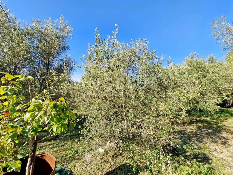 Croatia, Dubrovnik, Luka Šipanska - attractive olive grove with olive grove, 3900 m2 – 3