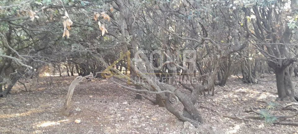 Stivan, Cres, 12.229m2
