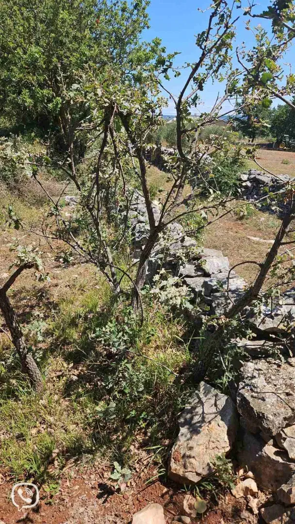 Terreno Krnica – 3
