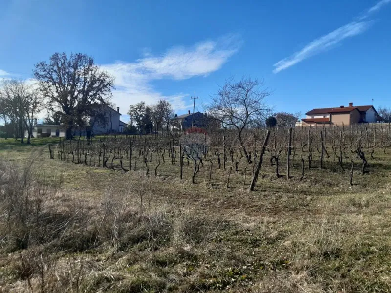 Telek Novaki Motovunski – 2