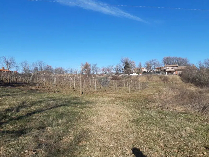Telek Novaki Motovunski – 3