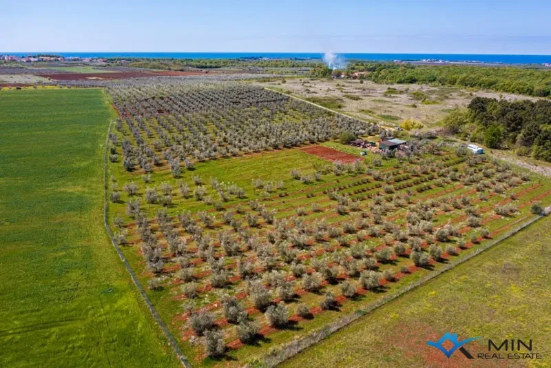 An olive grove in the vicinity of Novigrad – 2