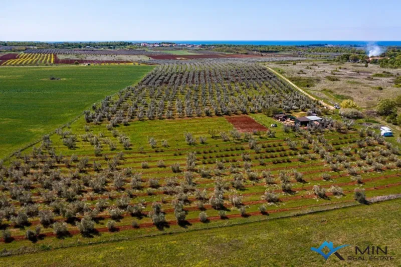 An olive grove in the vicinity of Novigrad – 3
