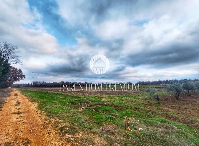 Agricultural land with 60 olive trees – 2