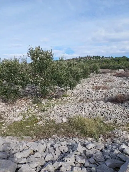 Telek Podorljak – 2