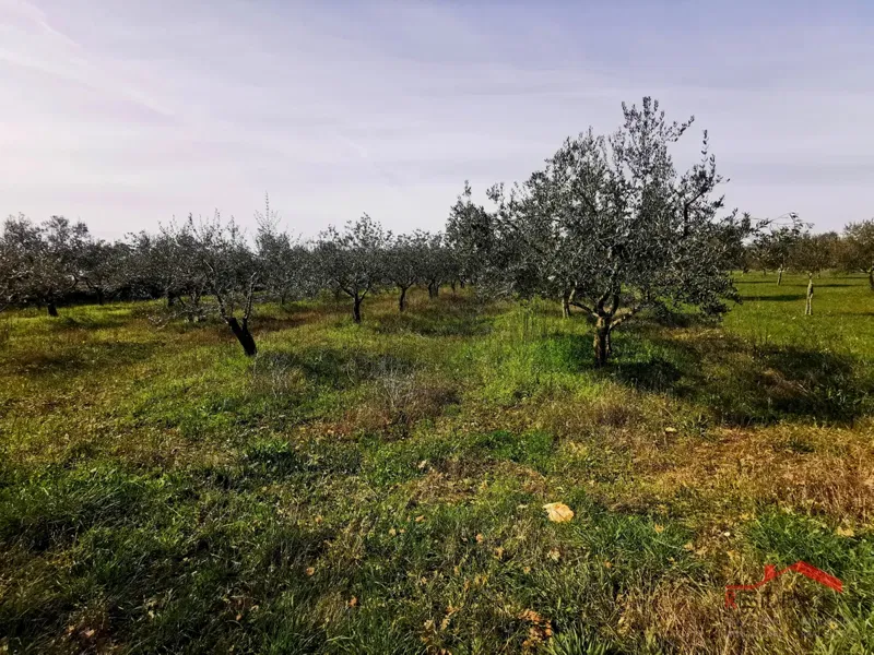 Vodnjan, agricultural land - olive grove – 2