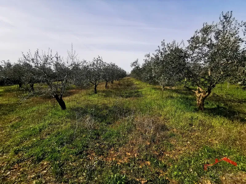 Vodnjan, agricultural land - olive grove – 3