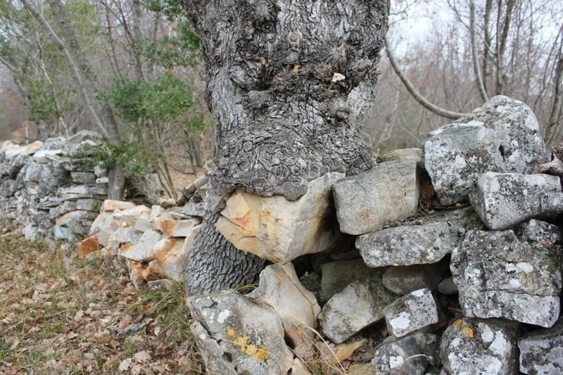 Terreno Barbariga, Vodnjan, 4.527m2 – 3