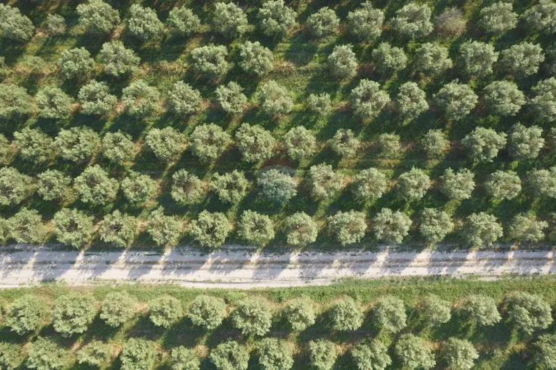Terreno non edificabile Rovinj, 10.005m2 – 2