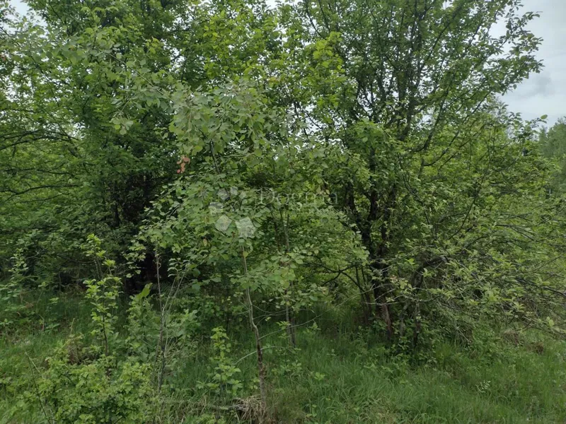 Föld Dugo Selo Lasinjsko, Gvozd, 15.876m2 – 2