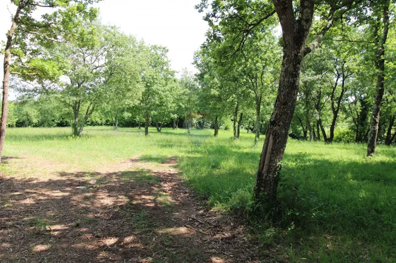 Non-structural plot Tar, Tar-Vabriga, 6.581m2 – 3