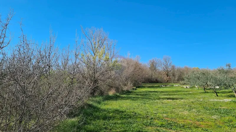 Non-structural plot Sveti Lovreč, 11.628m2 – 2