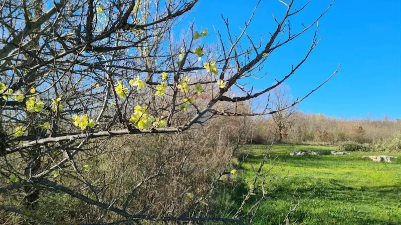 Non-structural plot Sveti Lovreč, 11.628m2 – 3