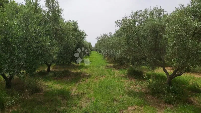 Земля Kanfanar, 18.770m2 – 2