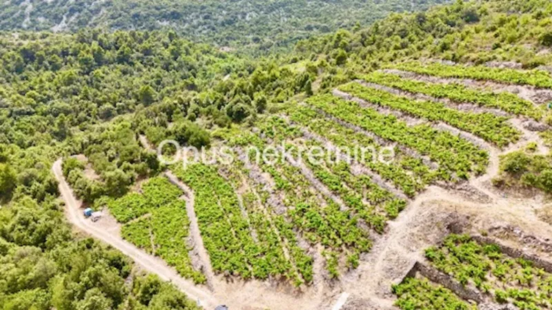 JANJINA, PELJEŠAC- poljoprivredno zemljište; VINOGRAD na rodu(Video)