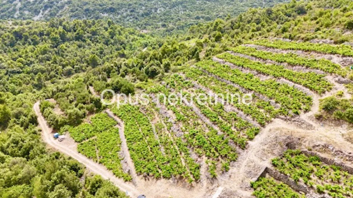 JANJINA, PELJEŠAC- poljoprivredno zemljište; VINOGRAD na rodu(Video)