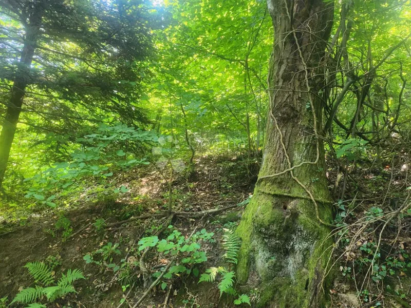 Земля Ježovec, Bednja, 15.966m2 – 2