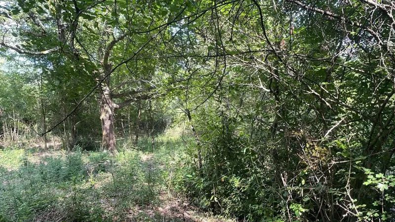 ISTRA, PIĆAN - A spacious complex of land in a quiet location – 2