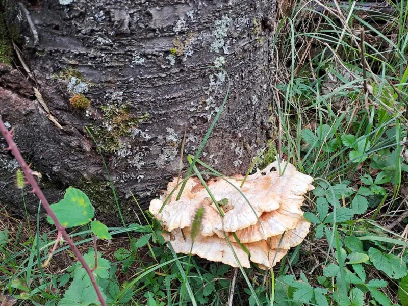 Pozemok Gornja Čemernica