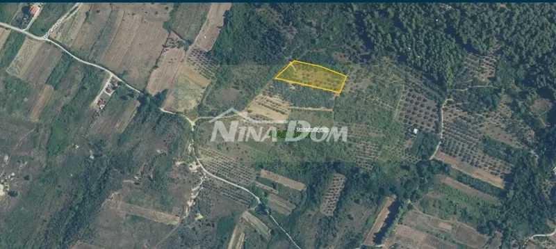 Terreno agricolo con 30 ulivi secolari in vendita – 2