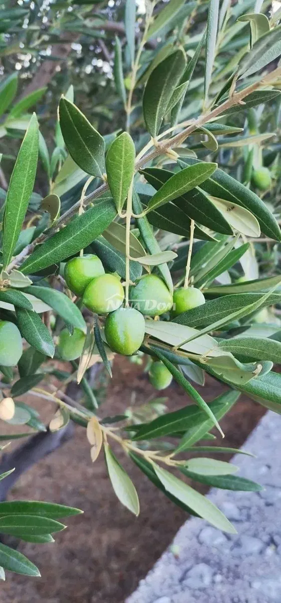 Terreno agricolo con 30 ulivi secolari in vendita – 3