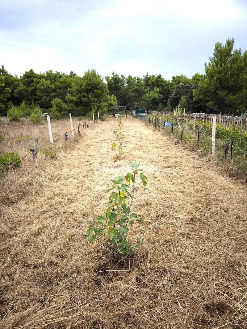 Terreno Vir – 2