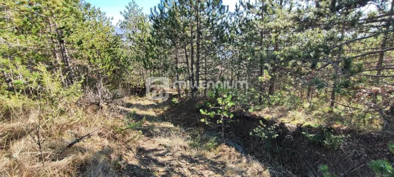 Istra, okolica Pazina, zemljište, 214.230m2 – 3