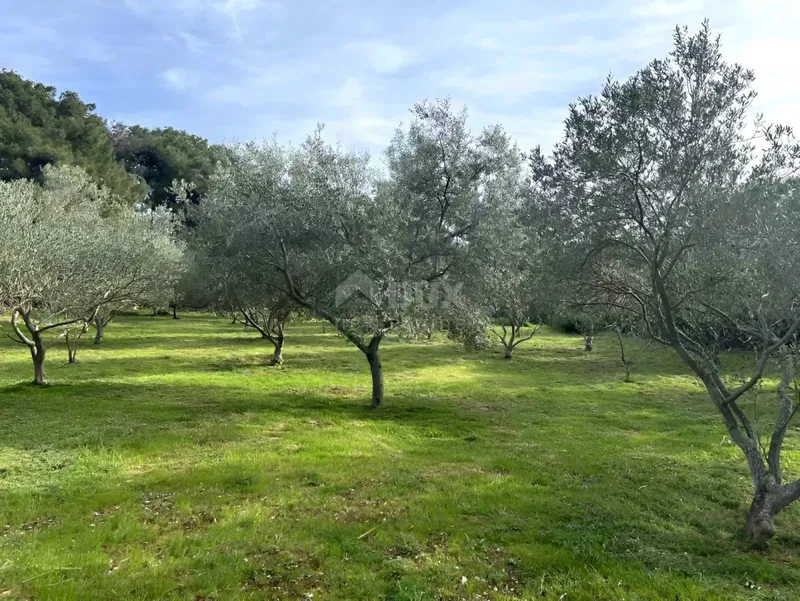 Lussinpiccolo, Punta Križa, uliveto, 4260 m2 – 2