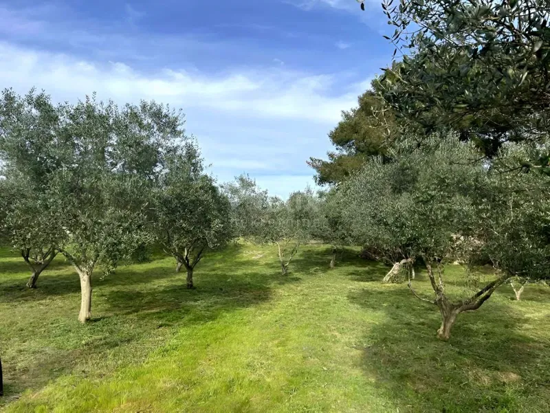 Lussinpiccolo, Punta Križa, uliveto, 4260 m2 – 3
