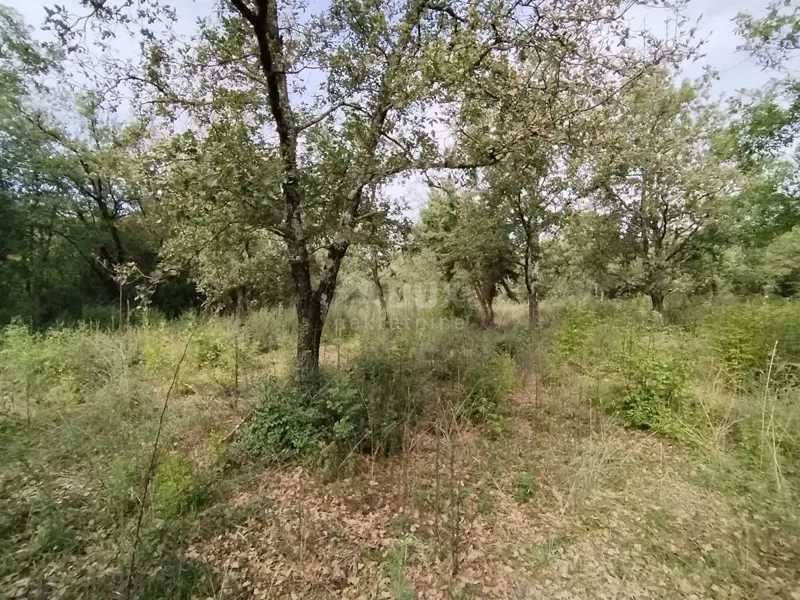 ISTRIA, PEROJ - Agricultural land 3346 m2 near the sea! – 2
