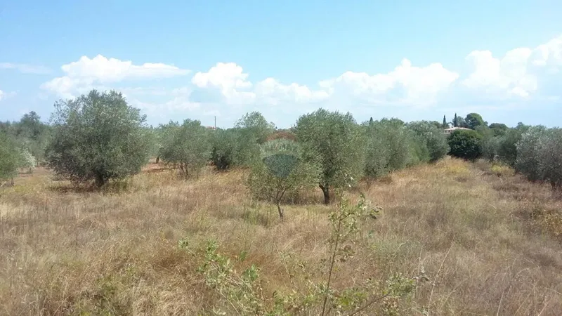 Terreno edificabile Umag, 2.534m2 – 3