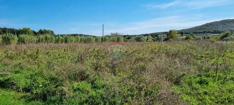 Non-structural plot Rovinj, 5.000m2 – 2