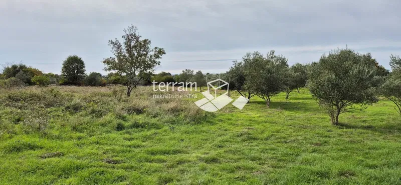 Istria, Vodnjan, Galižana, agricultural land 4546m2 # for sale – 3