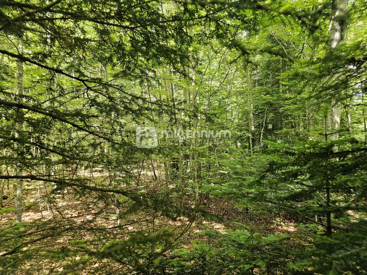 G. Kotar, Bosiljevo, 100.581m2 negrađevinskog zemljišta