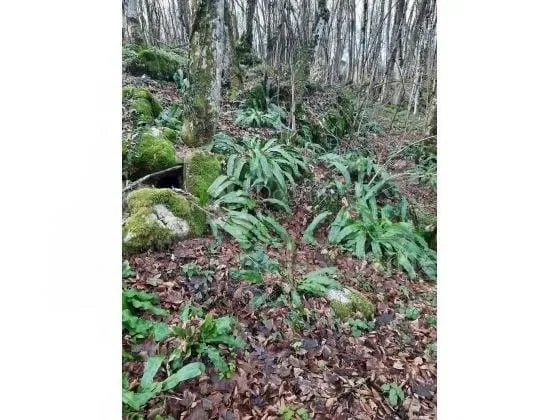 Land with permitted construction – 3