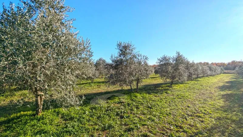 Tar - uliveto di 7628 m² con 175 ulivi piantati – 2