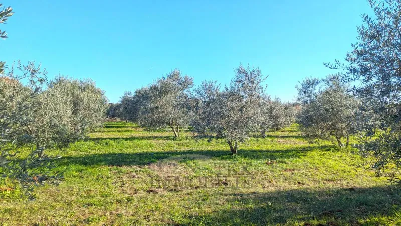 Tar - uliveto di 7628 m² con 175 ulivi piantati – 3