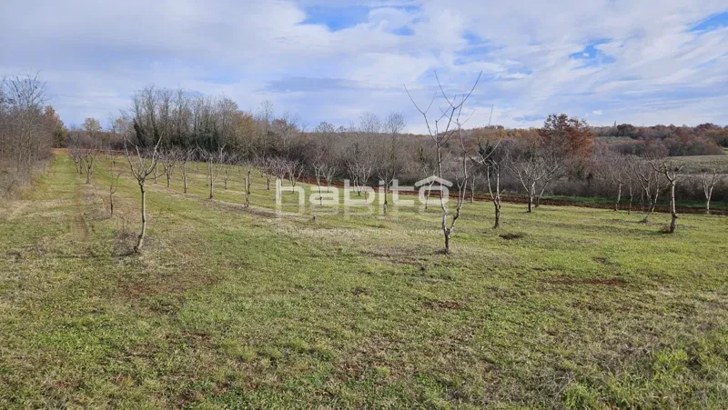 Porec 16 km, Vizinada surroundings - Construction and agricultural land, beautiful location and absolute peace – 2
