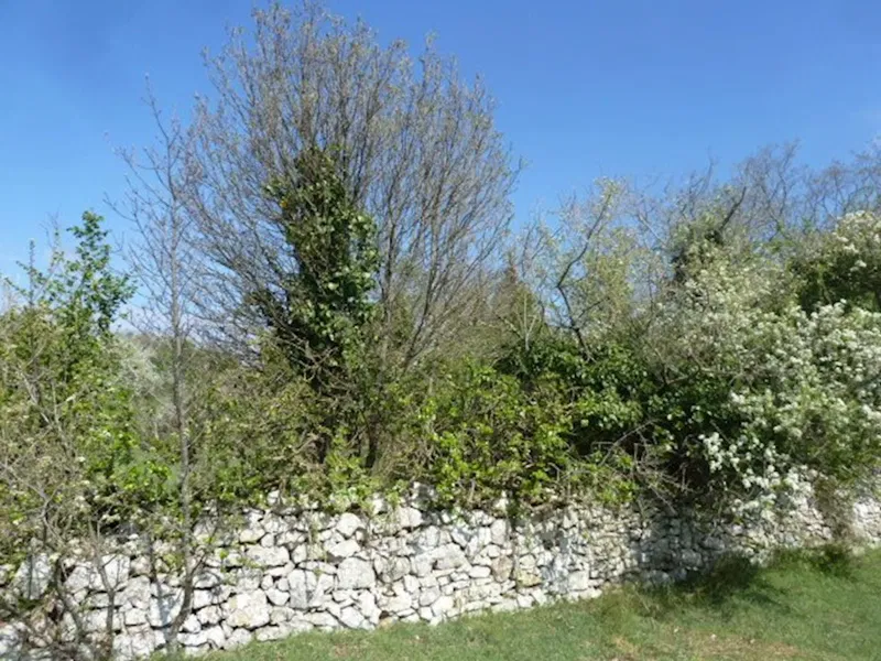 Juršići ruined Istrian house! Potential for a family estate – 3