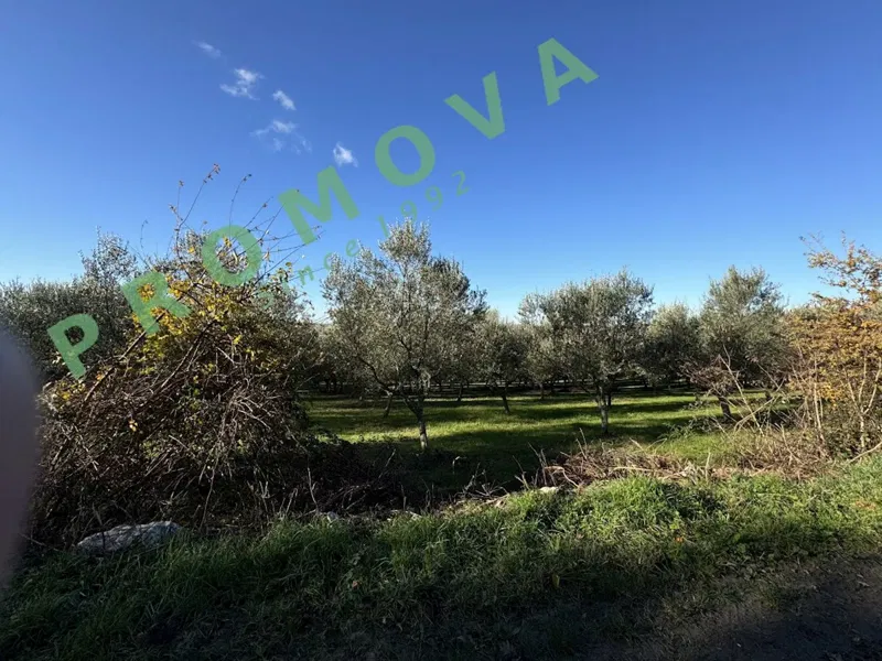 Telek Krasica