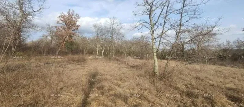 Grožnjan. – 2