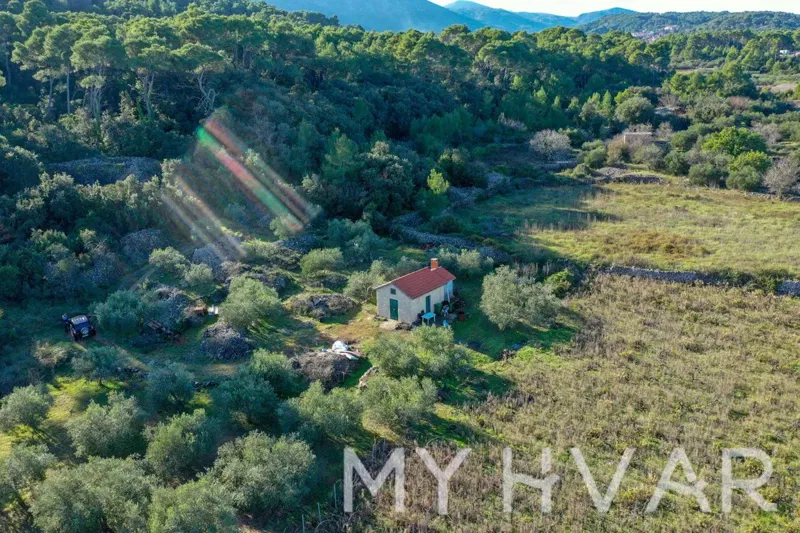 Olive Grove and Vineyard with House – 3