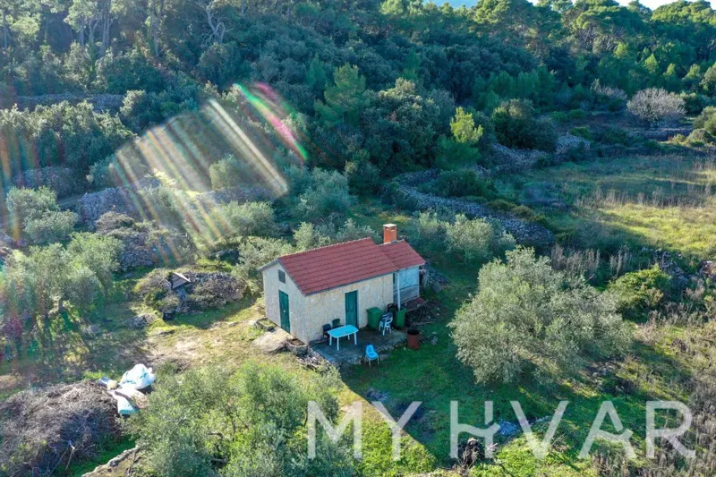 Olive Grove and Vineyard with House – 2